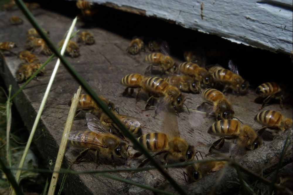 Bienen - Himmelsvolk in Gefahr : Bild