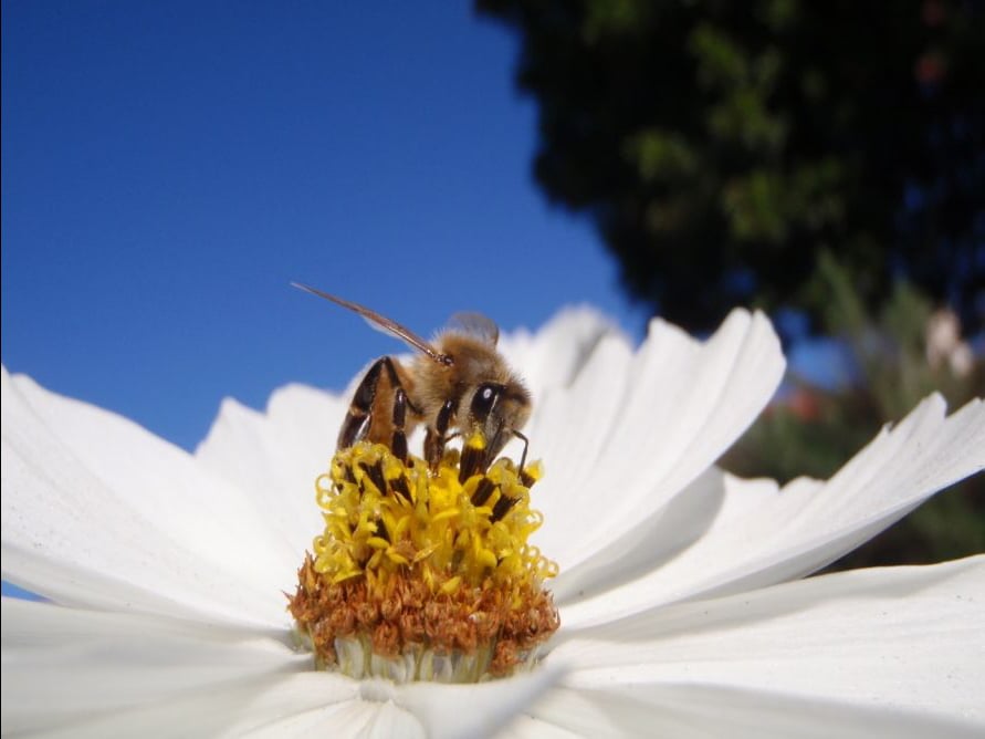 Bienen - Himmelsvolk in Gefahr : Bild