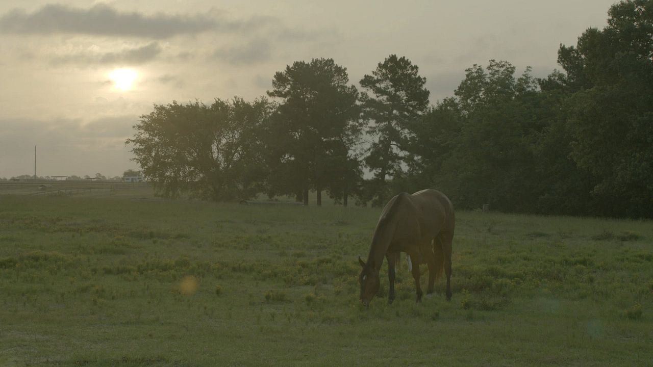 Cowgirls and Angels 2 - Dakotas Pferdesommer : Bild