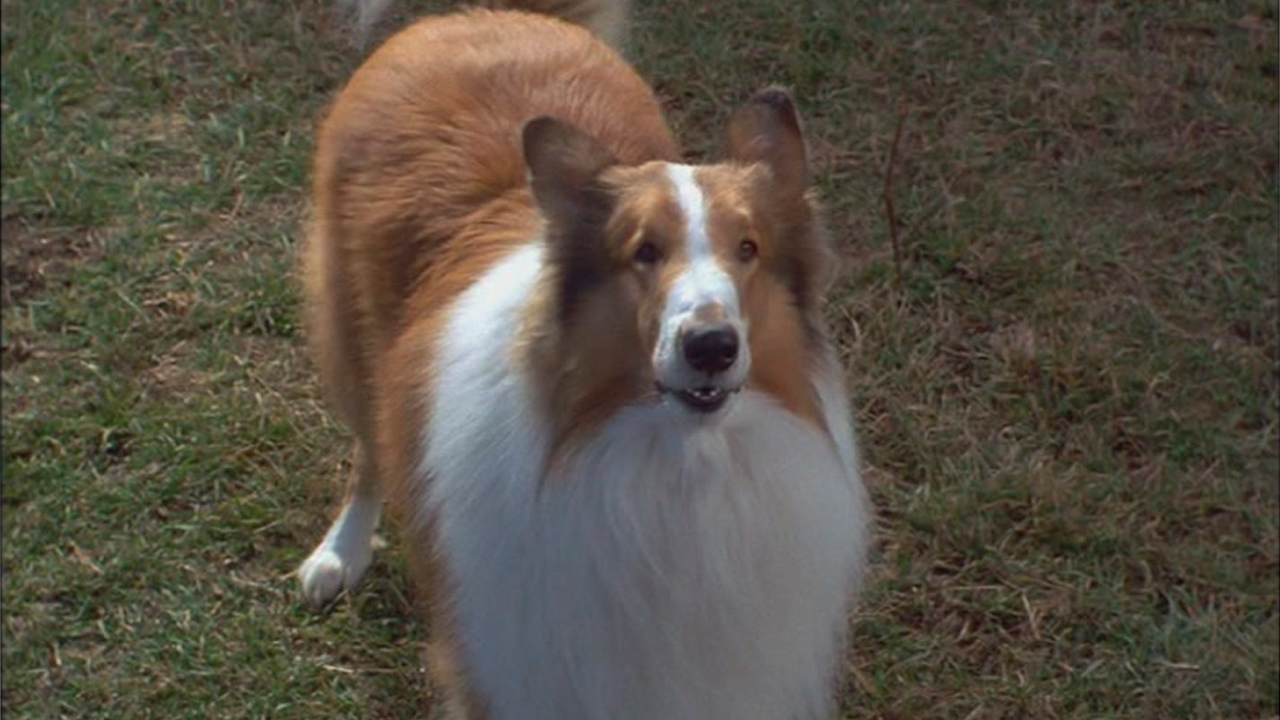 Lassie – Freunde fürs Leben : Bild