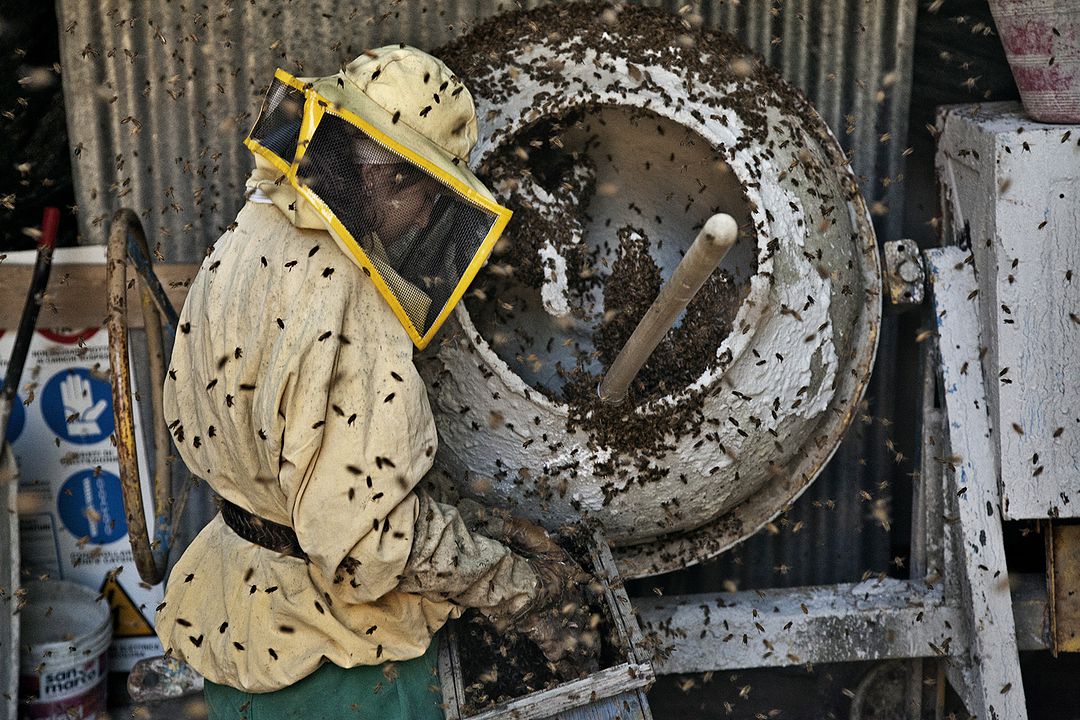 Land der Wunder : Bild