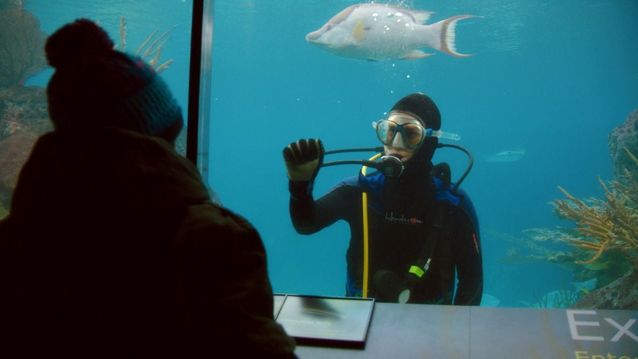 Song from the Forest : Bild