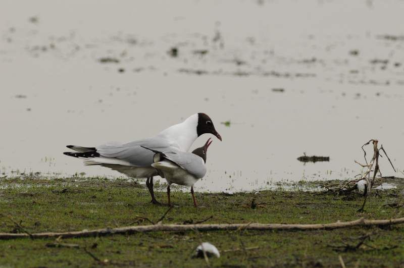 Deutschlands wilde Vögel - Teil 2 - Die Reise geht weiter : Bild