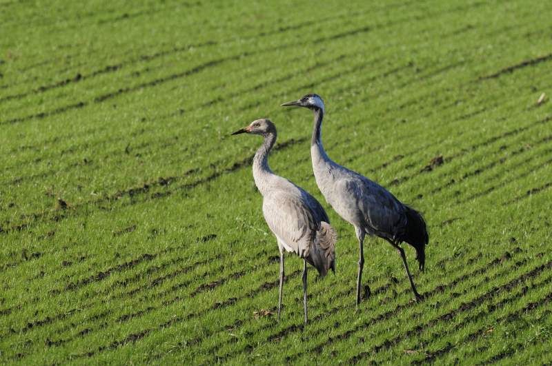 Deutschlands wilde Vögel - Teil 2 - Die Reise geht weiter : Bild