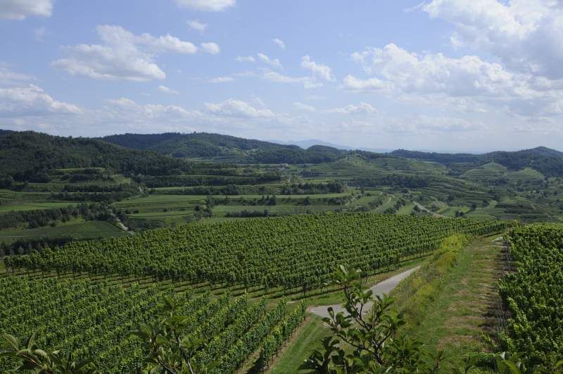 Deutschlands wilde Vögel - Teil 2 - Die Reise geht weiter : Bild