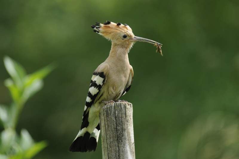 Deutschlands wilde Vögel - Teil 2 - Die Reise geht weiter : Bild