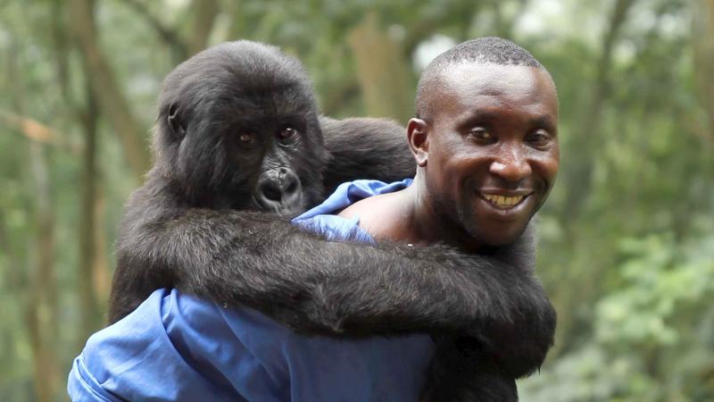 Virunga : Bild