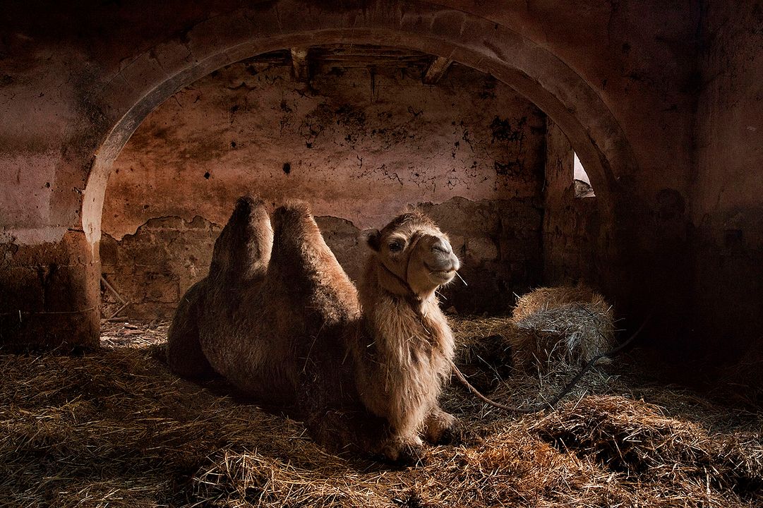 Land der Wunder : Bild