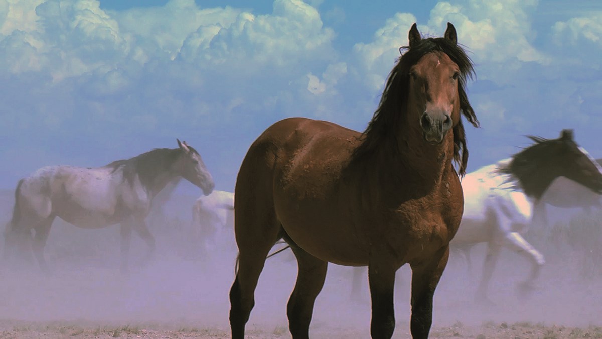 Wild Mustang : Bild