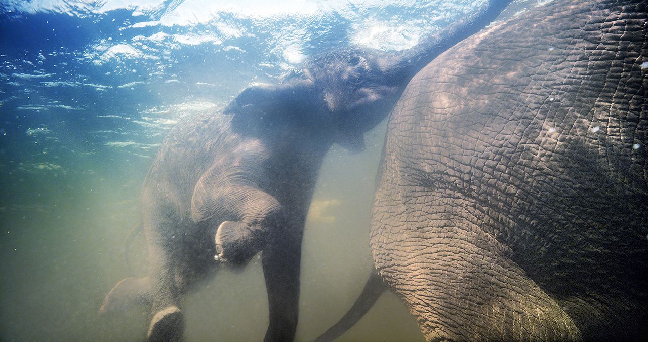 Afrika - Das magische Königreich : Bild