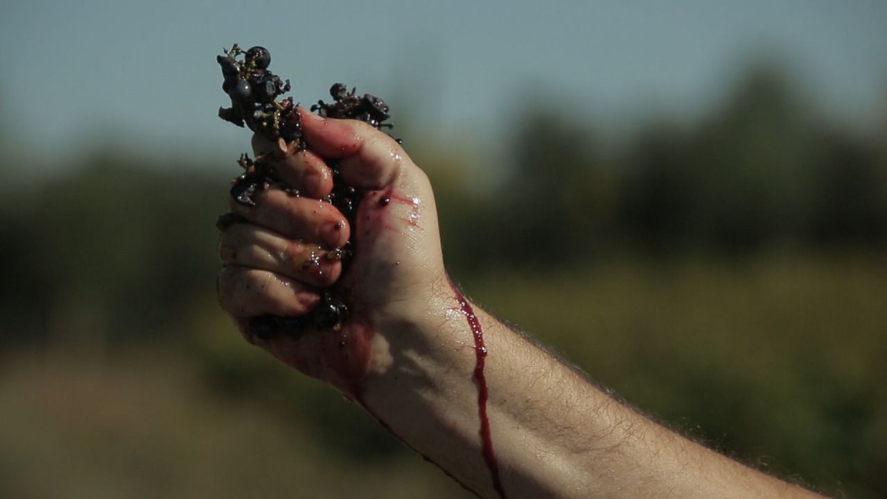 Von Trauben und Menschen : Bild