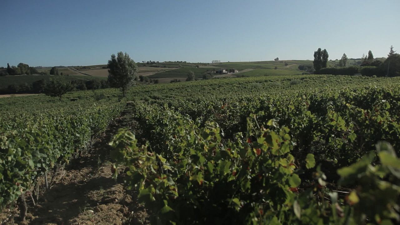 Von Trauben und Menschen : Bild