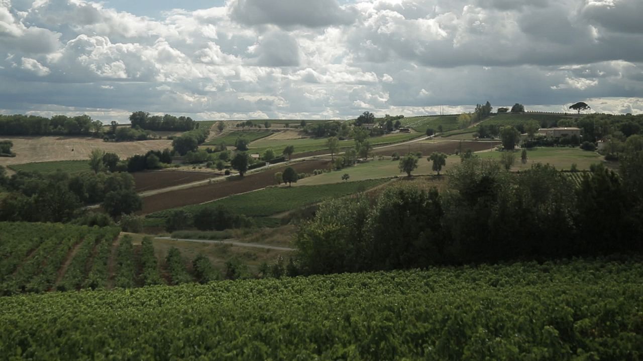 Von Trauben und Menschen : Bild