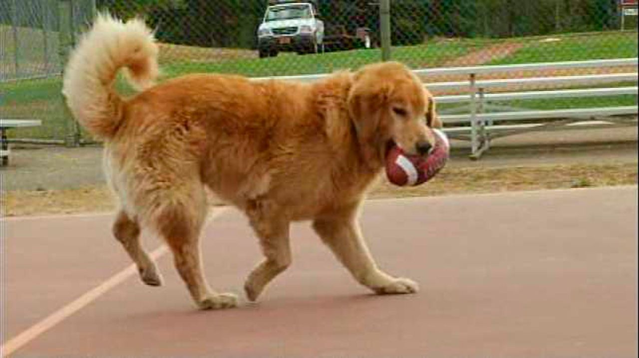 Air Bud 2: Golden Receiver : Bild