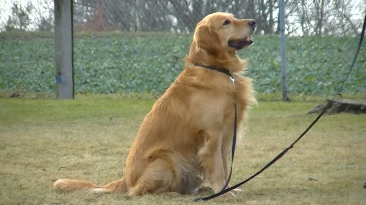 Air Bud 2: Golden Receiver : Bild