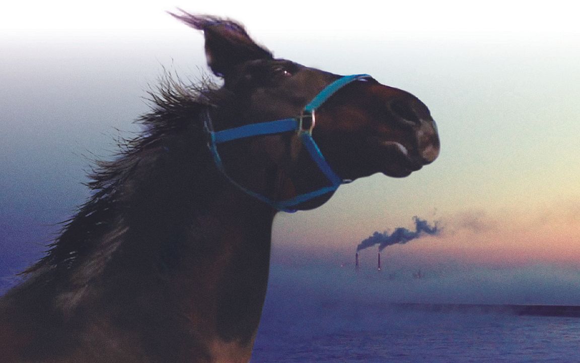 The Horses of Fukushima : Bild