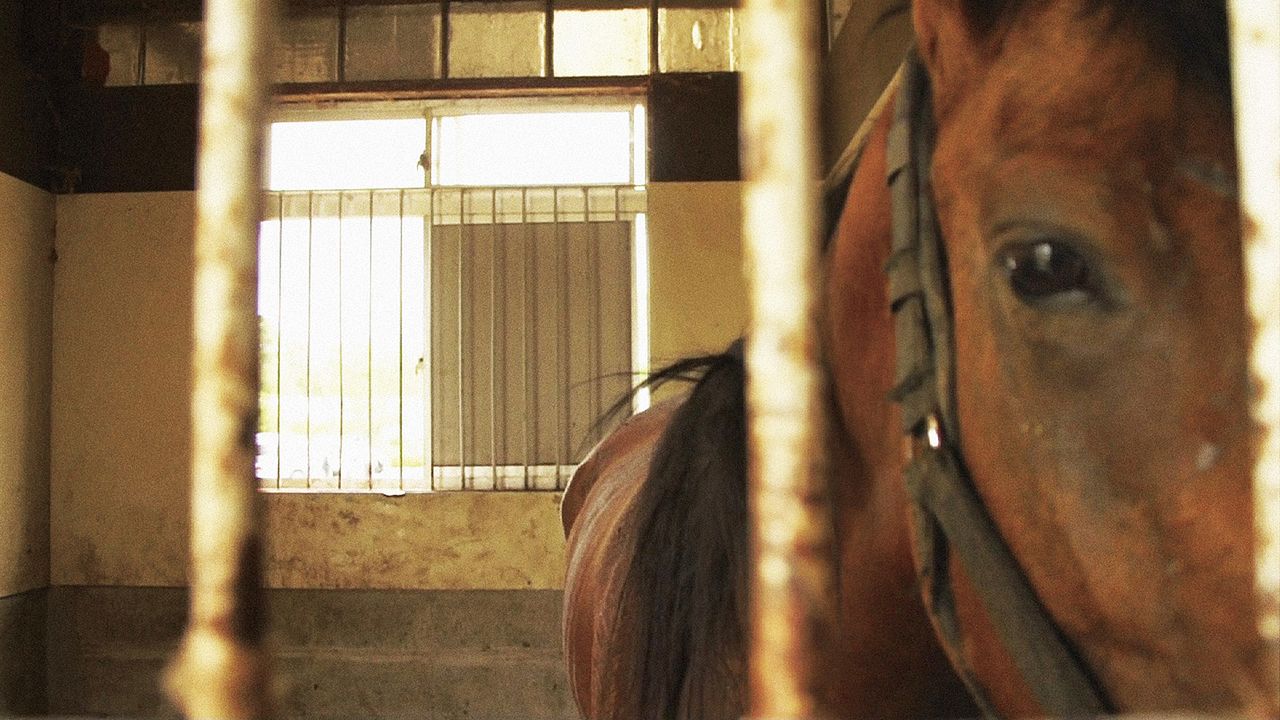 The Horses of Fukushima : Bild