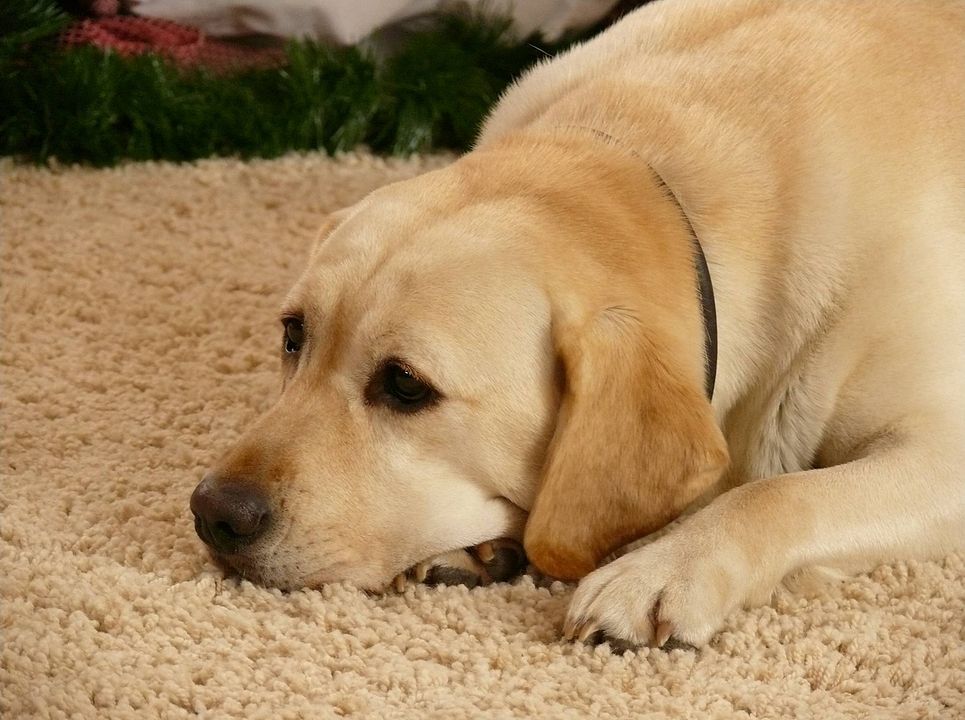 Ein Hund rettet den Weihnachtsurlaub : Bild