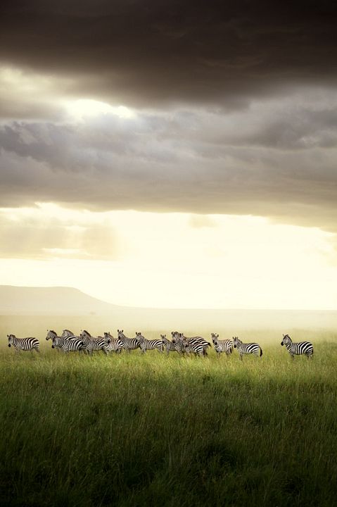 Afrika - Das magische Königreich : Bild