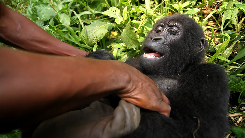 Virunga : Bild