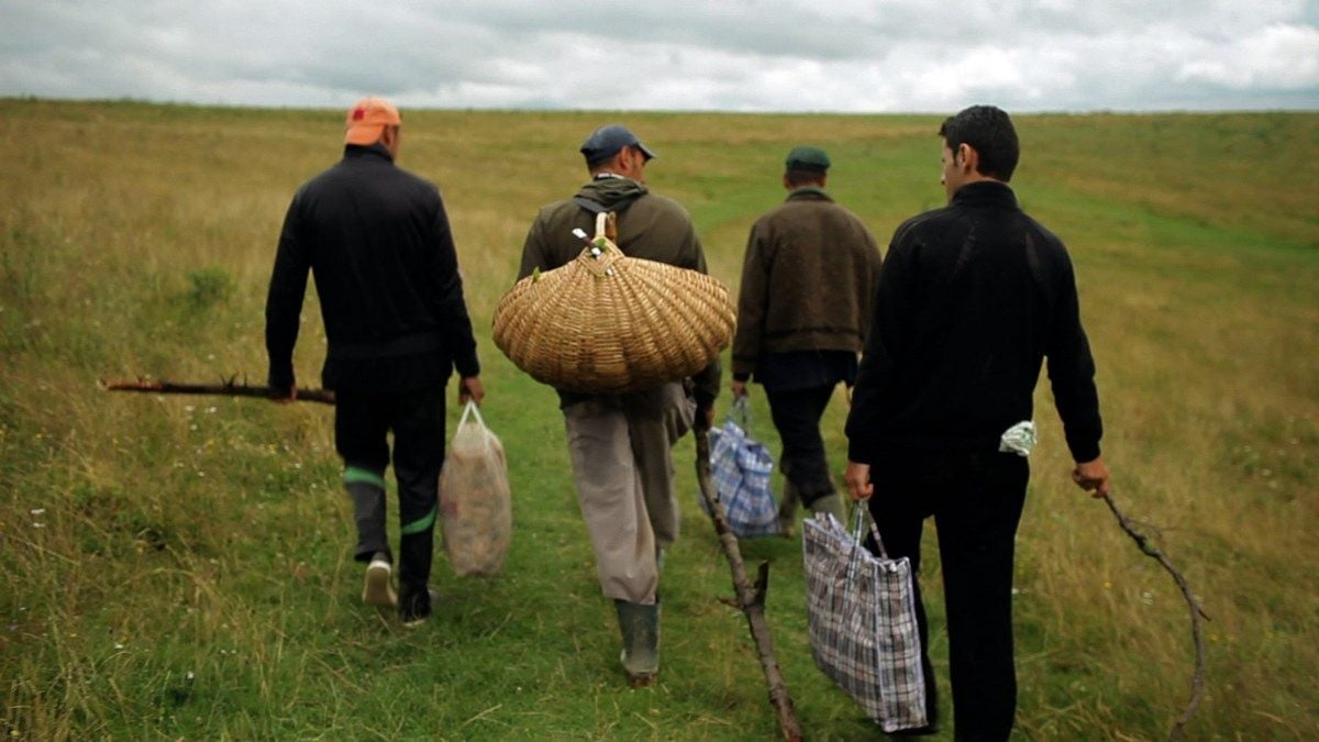 Der Wald ist wie die Berge : Bild