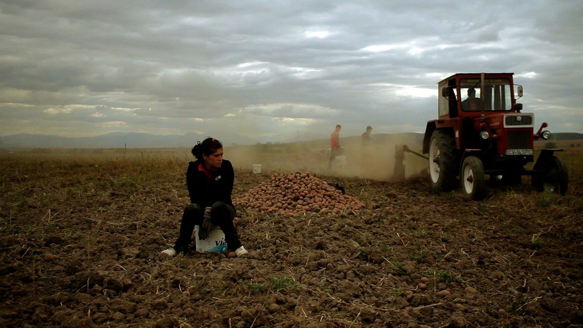 Der Wald ist wie die Berge : Bild