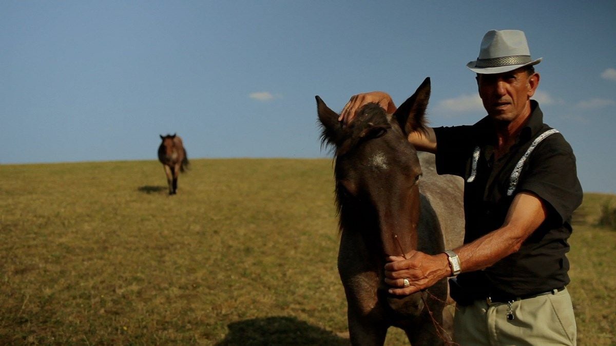 Der Wald ist wie die Berge : Bild