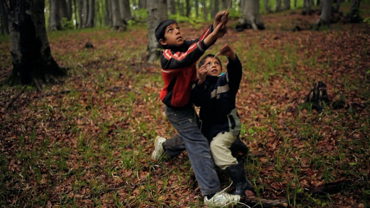 Der Wald ist wie die Berge : Bild