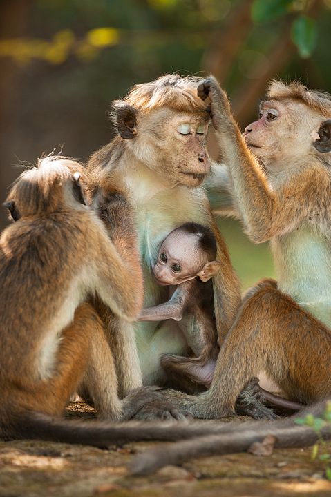 Im Reich der Affen : Bild