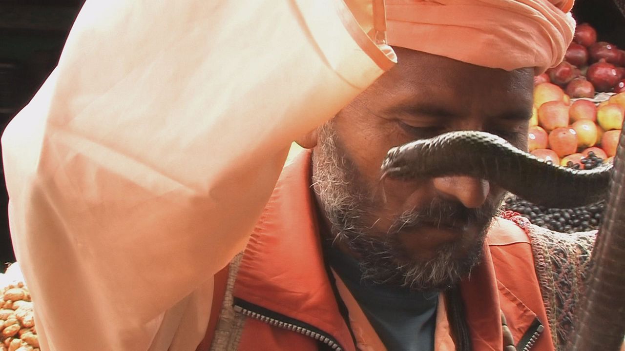 Wunder der Lebenskraft - Eine Reise zur Heilung der Seele : Bild