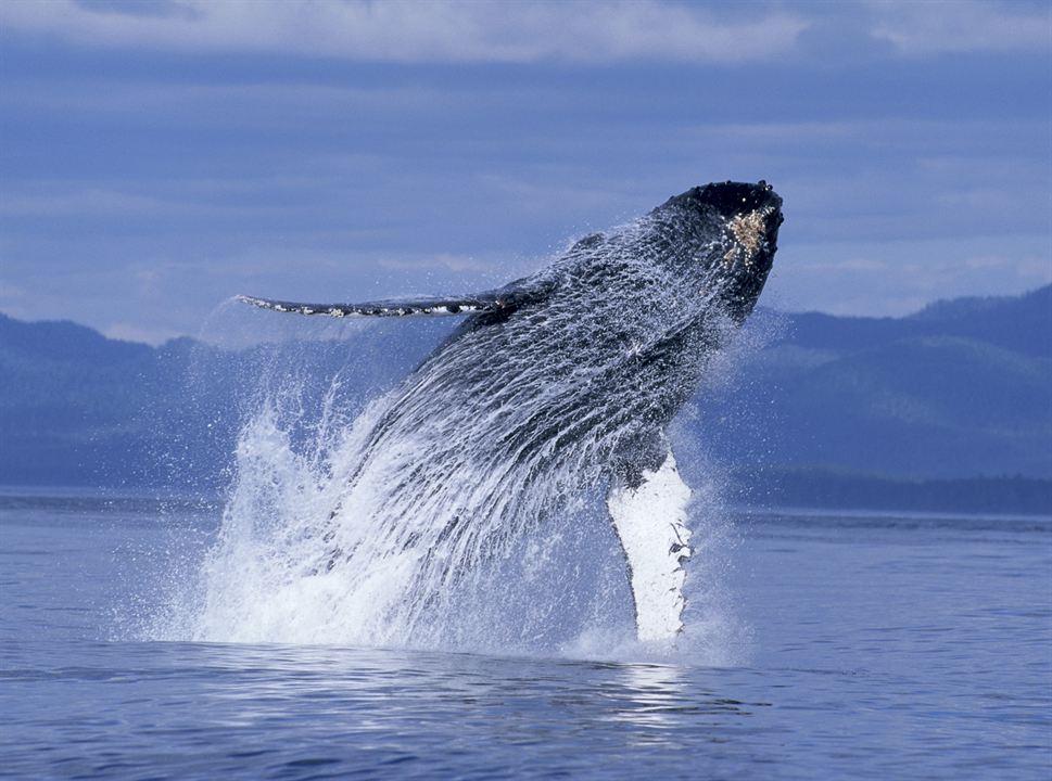 Humpback Whales - Buckelwale im Pazifik : Bild