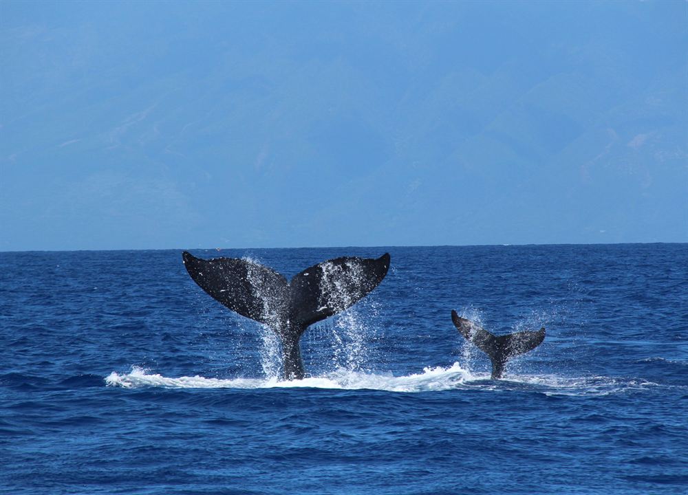 Humpback Whales - Buckelwale im Pazifik : Bild