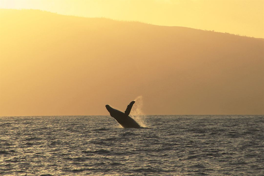 Humpback Whales - Buckelwale im Pazifik : Bild