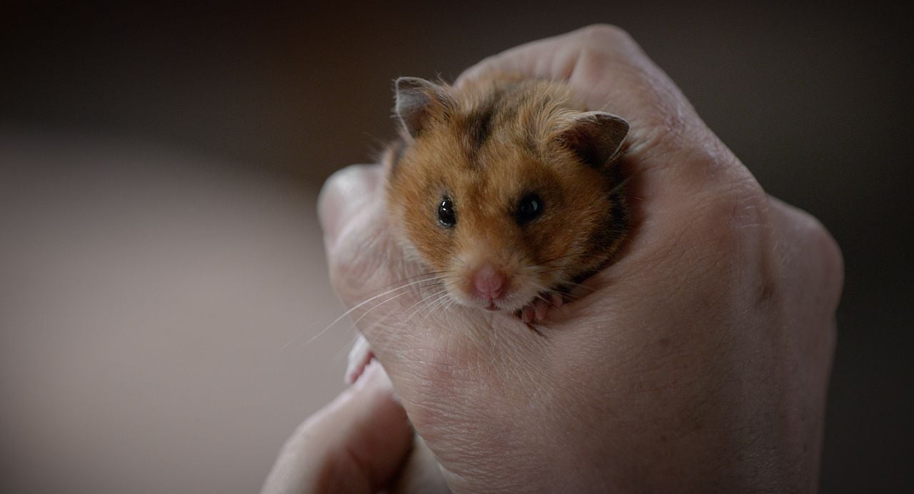 Rettet Raffi! : Bild