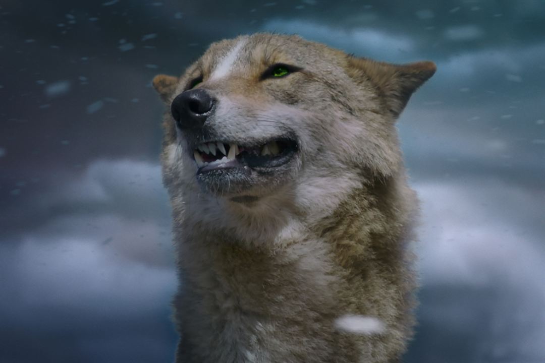 Der letzte Wolf : Bild