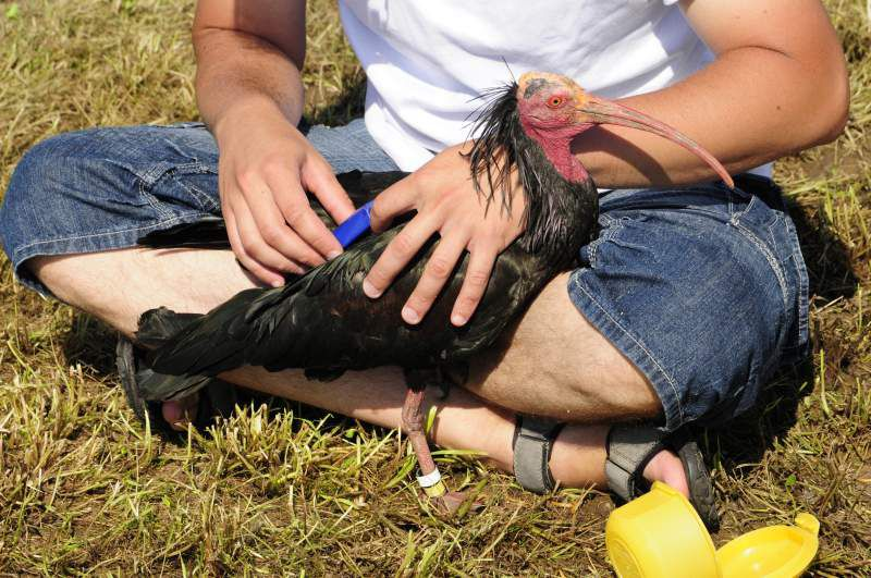 Birds & People - Ganz verrückt auf Vögel : Bild