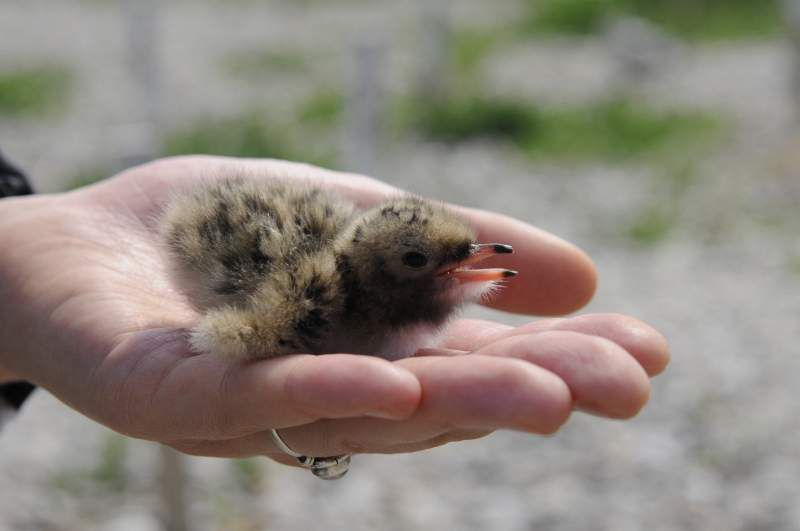 Birds & People - Ganz verrückt auf Vögel : Bild