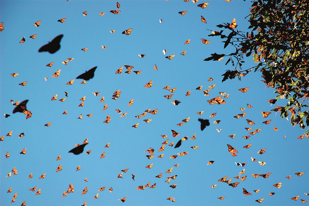 Flug der Schmetterlinge : Bild