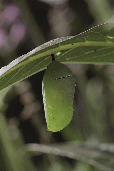 Flug der Schmetterlinge : Bild