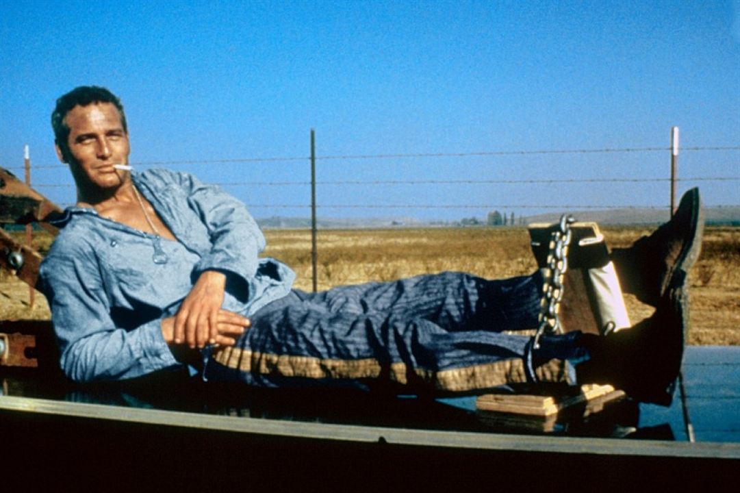 Der Unbeugsame : Bild Paul Newman