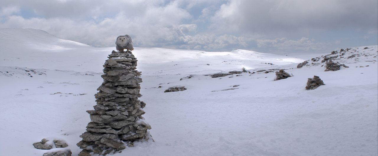 Unsere Wildnis : Bild