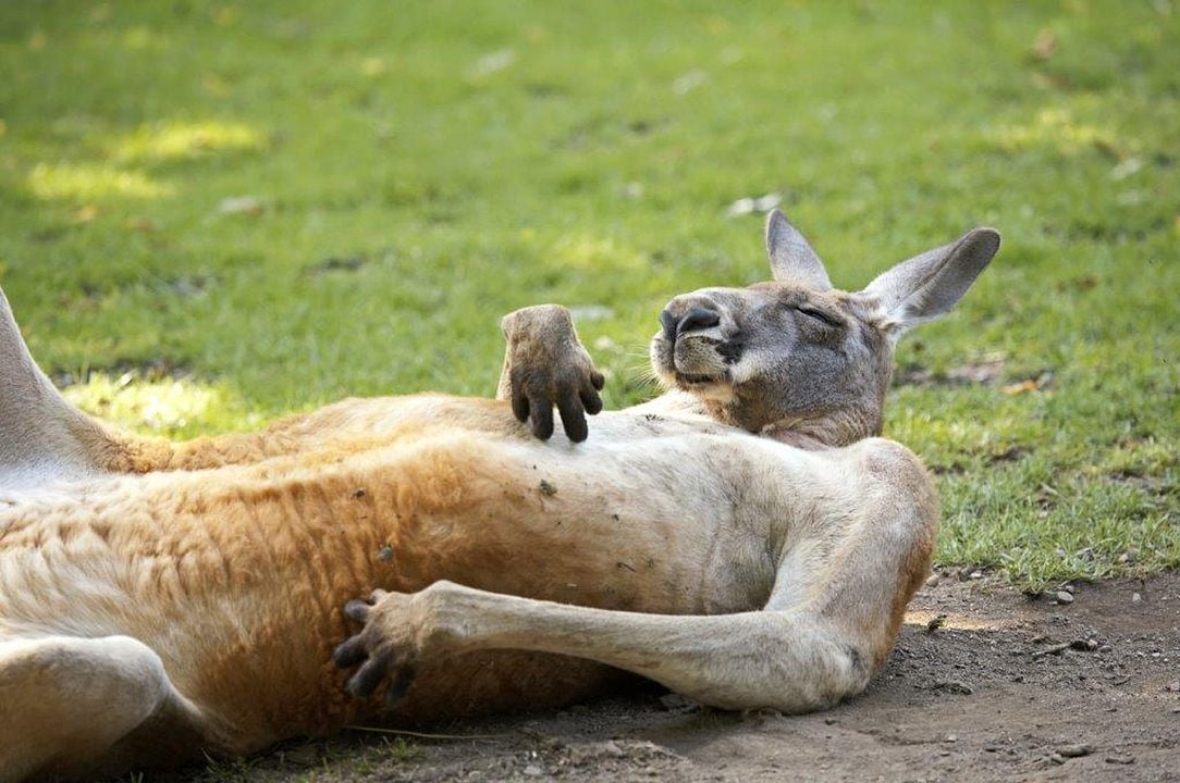 Symphonie der Tiere : Bild