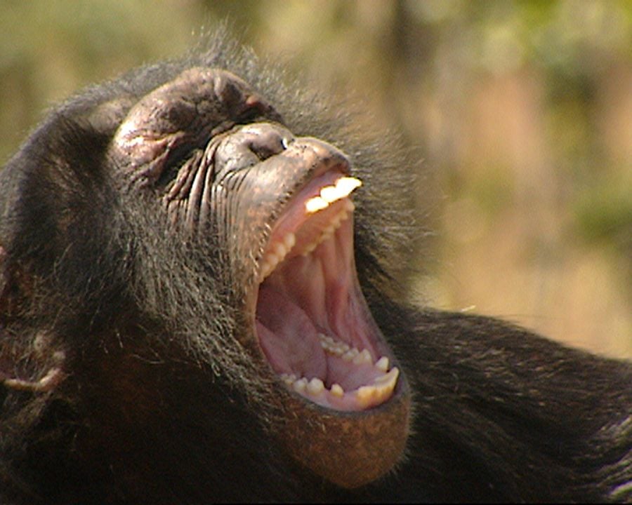 Symphonie der Tiere : Bild