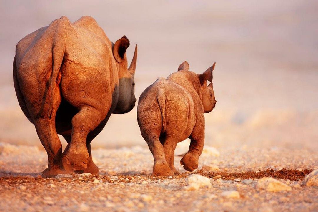 Symphonie der Tiere : Bild