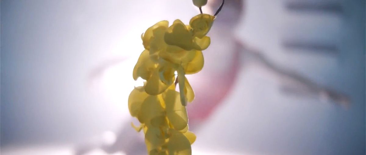 Upstream Color : Bild