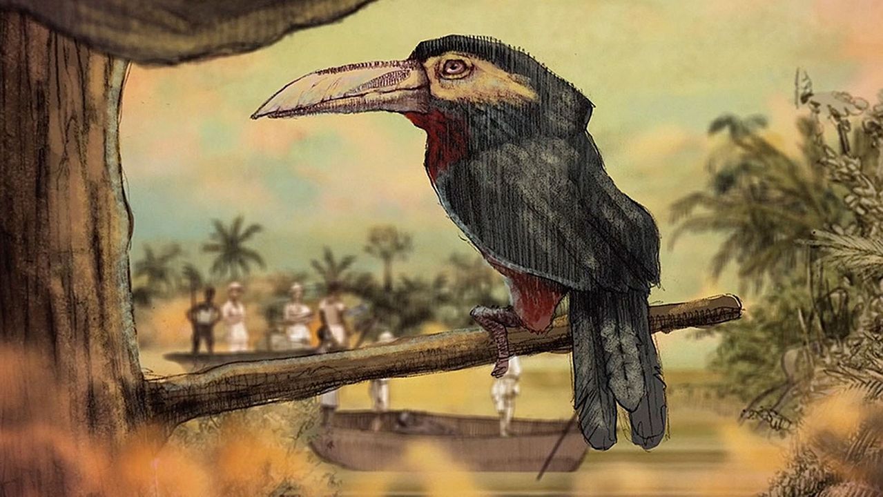 Un día vi 10.000 elefantes : Bild