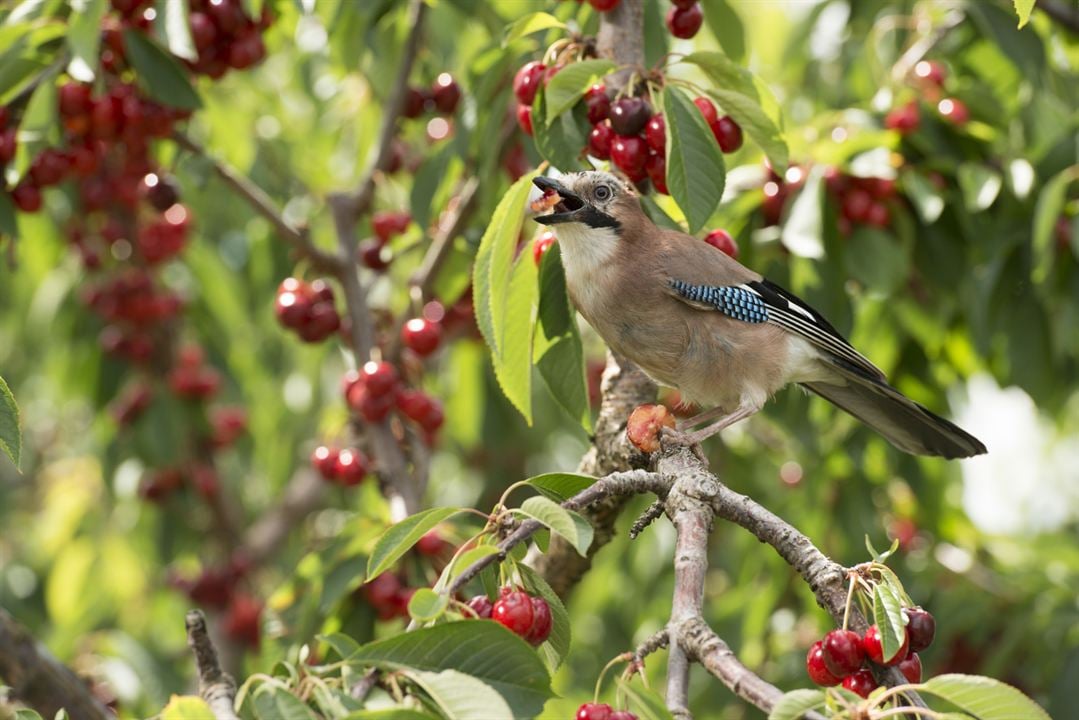 Unsere Wildnis : Bild