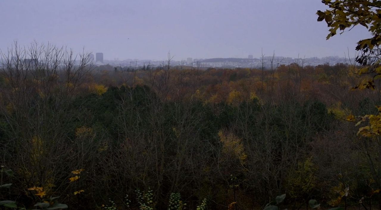 The Woods Dreams Are Made of : Bild