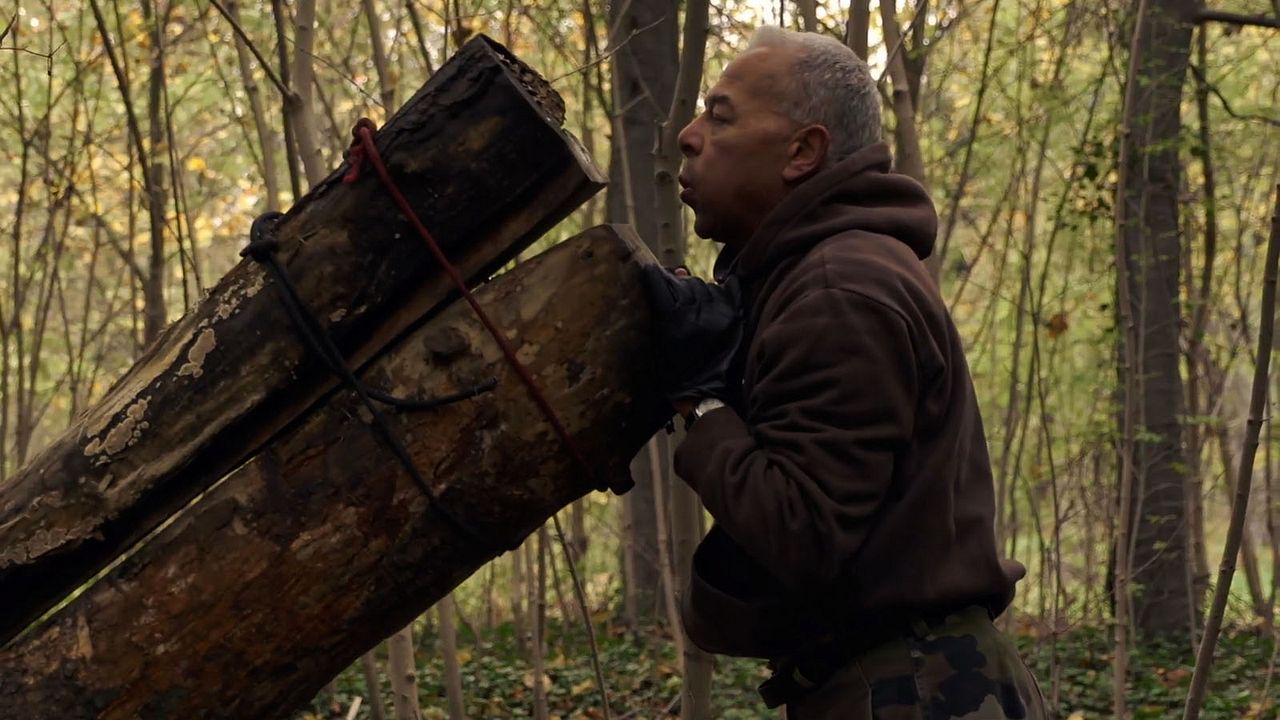 The Woods Dreams Are Made of : Bild