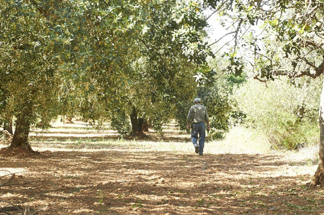 El Olivo - Der Olivenbaum : Bild